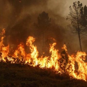 Total of 765 wildfires registered in July, says deputy head of National Forests